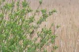 20210525_Krekelzanger_De Onlanden - Matslootpolder